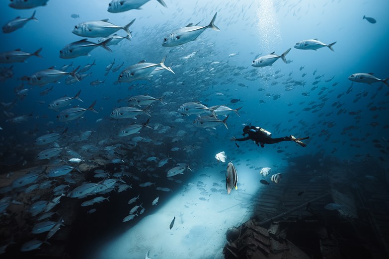 Dive with School of Fish