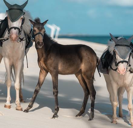 Ponies of Siyam World
