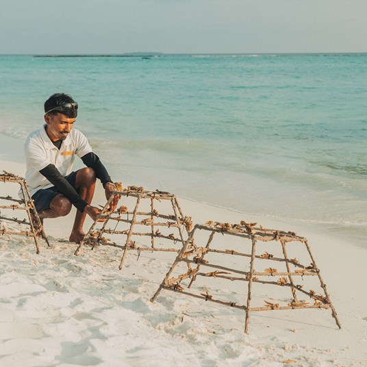 Sun Siyam Iru Fushi Coral Planting Marine Biologist