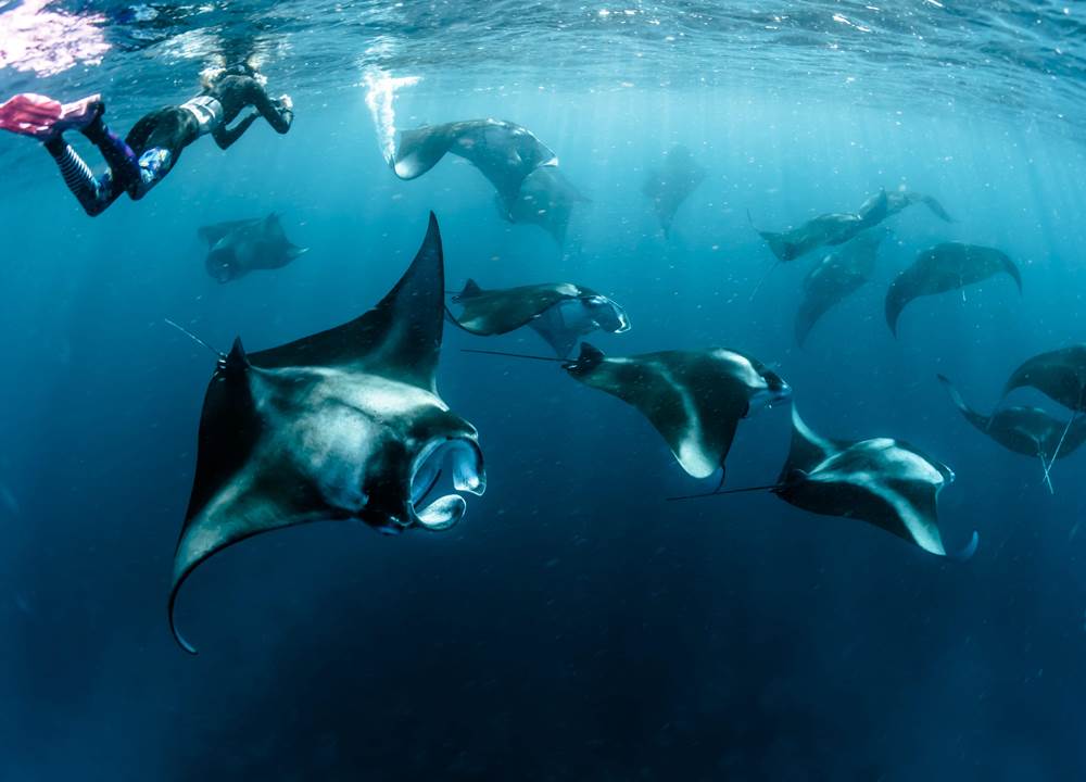 Group of Manta Rays_1