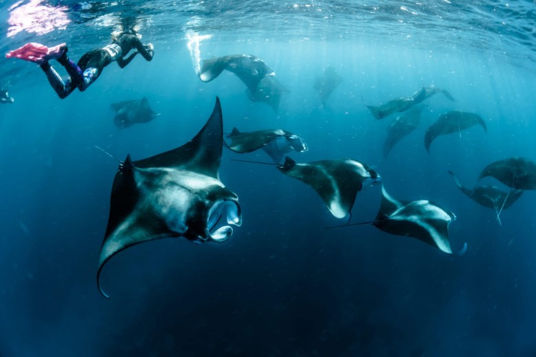 Manta Point at Sun Siyam Olhuveli