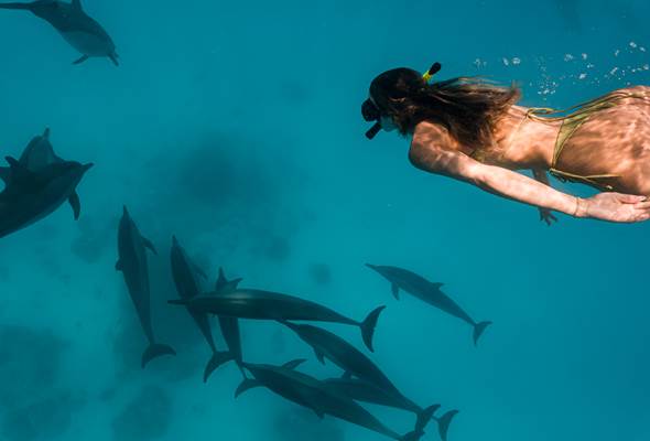 Dolphin Snorkeling Sun Siyam Olhuveli