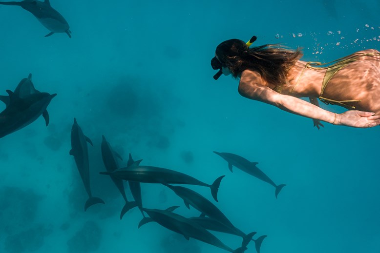Dolphins