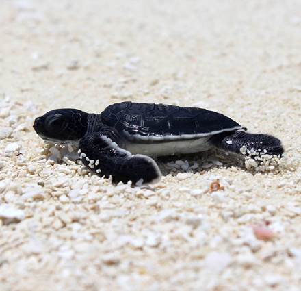 Baby Turtles by the Beach at Sun Siyam Vilu Reef, Maldives