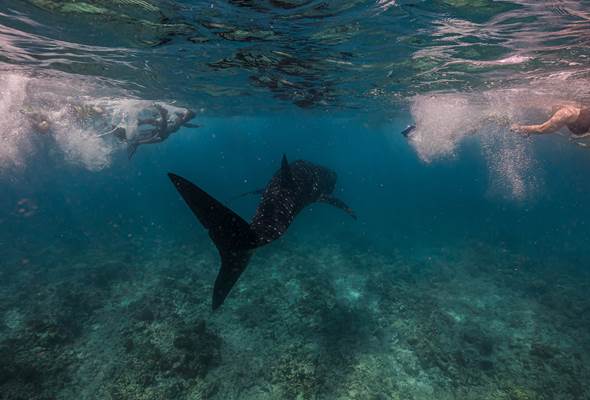 Whale Shark Excursion Sun Siyam Olhuveli