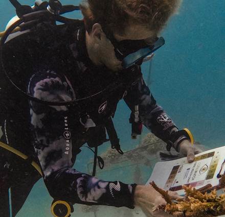 SSO Dive Earth 25