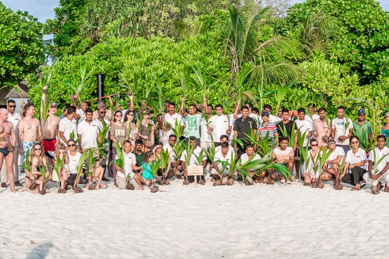 Coconut tree planting