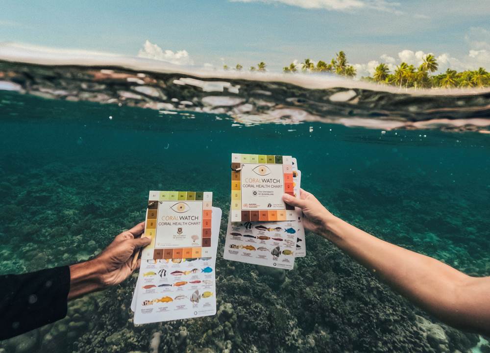 Iru Fushi Conservation Snorkeling