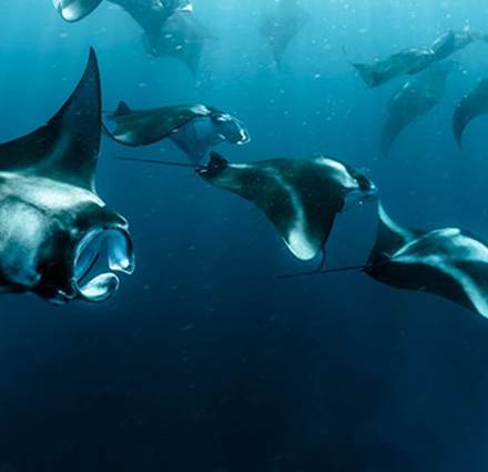 Group of Manta Rays at Sun Siyam Olhuveli, Maldives Jetty