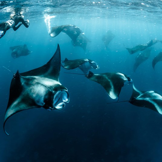 Olhuveli Manta Point 02
