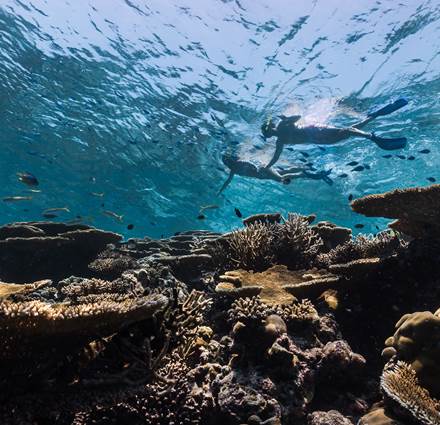Snorkeling at House Reef Sun Siyam Olhuveli