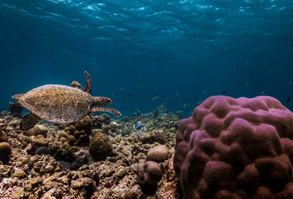 Turtle Snorkeling Sun Siyam Olhuveli