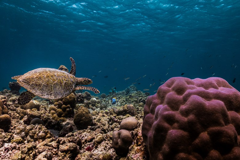 Marine Life