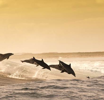 Group of Dolphins swimming Sun Siyam Olhuveli Maldives