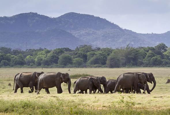 Local experience_Elephants