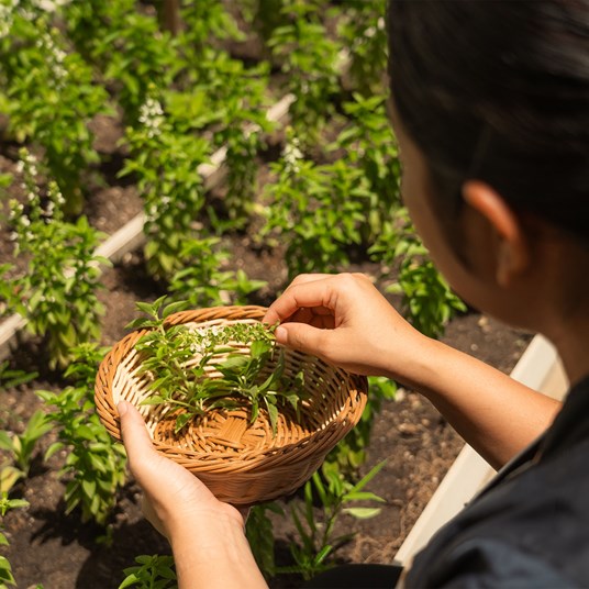 Sun Siyam Vilu Reef Spa Herbs Garden 2026 11