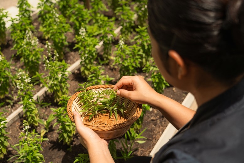 Sun Siyam Vilu Reef Brings Earth Day to Life Through Community and Conservation - Herbs Garden