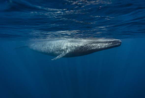 Local Experience_ whale watching